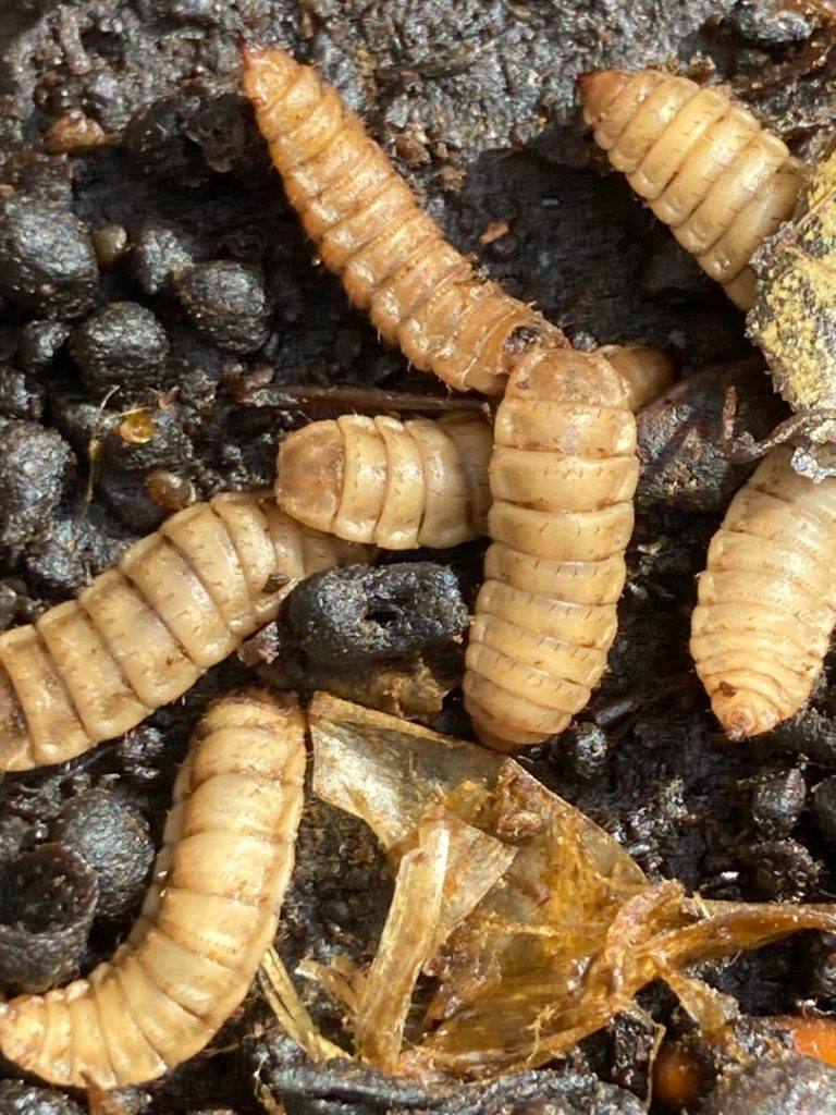 Close up picture of black soldier fly larvae