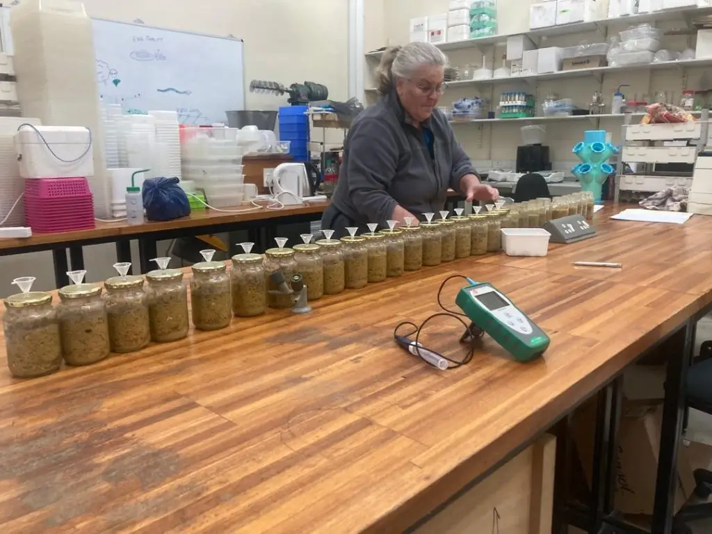 Dr. Elsje in the Amesect Lab doing preservation trials